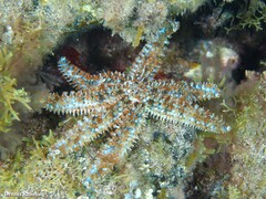 Coscinasterias tenuispina