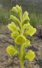 Pterygodium acutifolium
