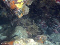 Scorpaena porcus