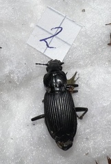 Pterostichus melanarius