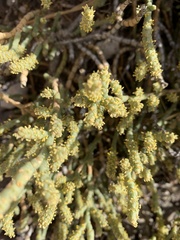 Anabasis articulata