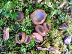 Humaria hemisphaerica