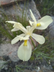 Moraea neglecta