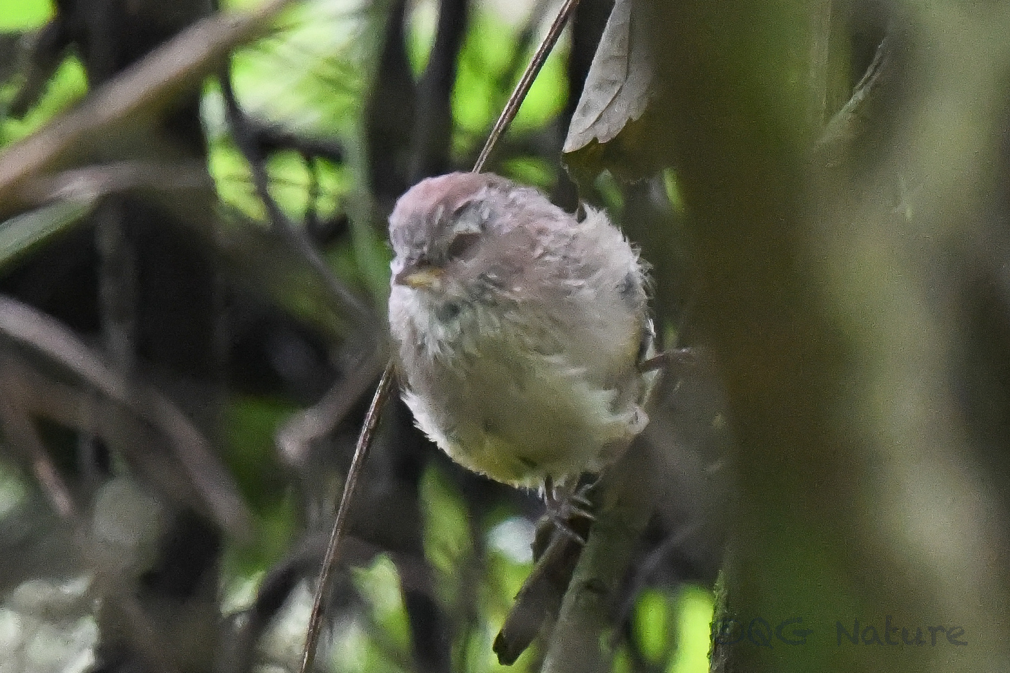 Spectacled Fulvetta