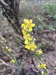 Verbascum phlomoides