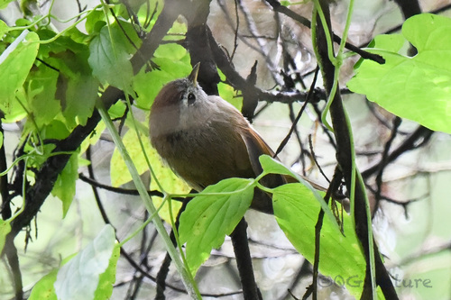 Spectacled Fulvetta (Fulvetta ruficapilla), photo 5