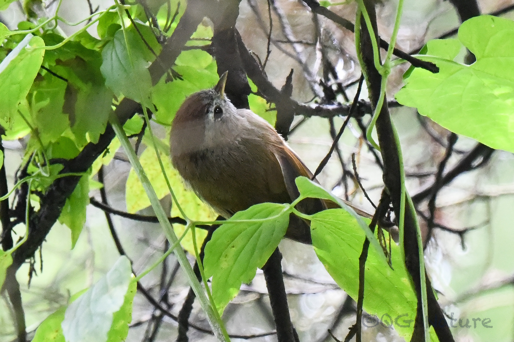Spectacled Fulvetta