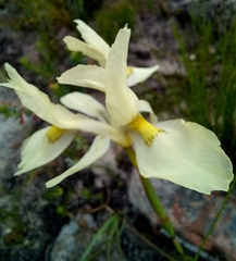 Moraea neglecta