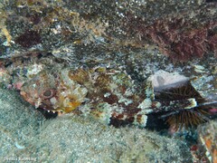 Scorpaena notata