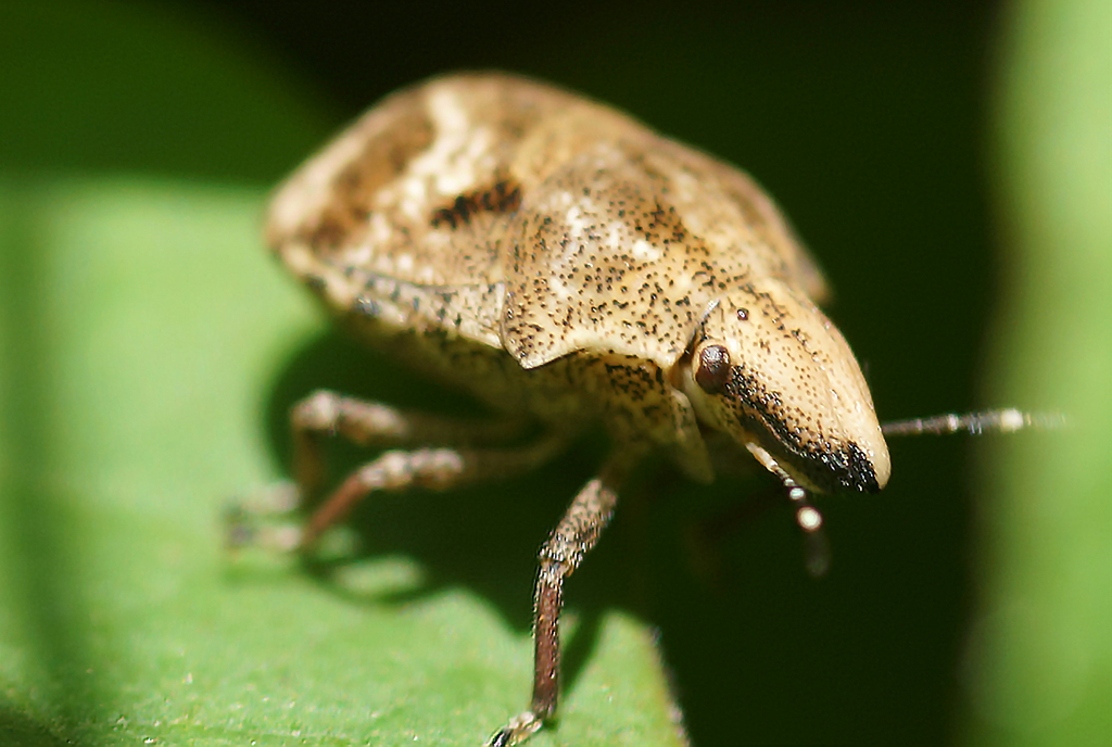 Tortoise Shieldbugs From Banteay Srei, Phnom Kulen, Siemréab, Cambodia 