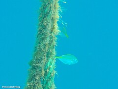 Pseudocaranx dentex