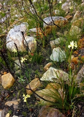 Moraea neglecta