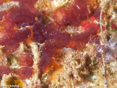 Distaplia