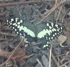 Papilio demodocus