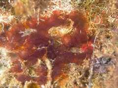 Distaplia