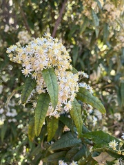Olearia argophylla