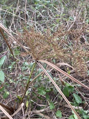 Cyperus odoratus