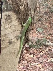 Phelsuma kochi