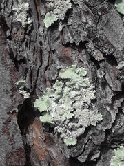 Flavoparmelia caperata