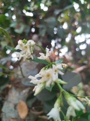 Trachelospermum