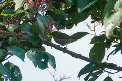 Zosterops japonicus