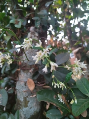Trachelospermum