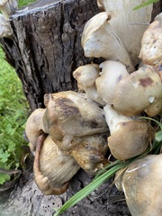 Omphalotus nidiformis