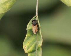 Hoplitimyia mutabilis