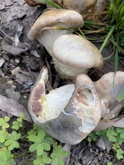 Omphalotus nidiformis