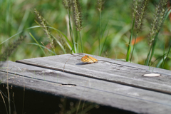 Argynnis hyperbius hyperbius