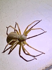 Araneomorphae