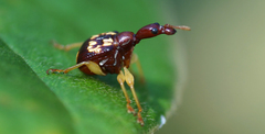 Attelabidae