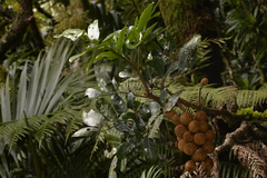 Dysoxylum pachyphyllum