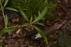 Solanum aviculare