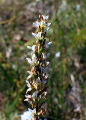 Prasophyllum spicatum