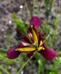 Moraea lurida