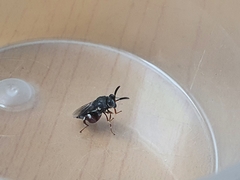 Brachymeria podagrica