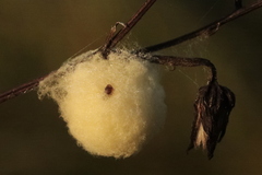 Microgastrinae