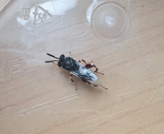 Brachymeria podagrica