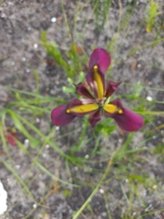 Moraea lurida