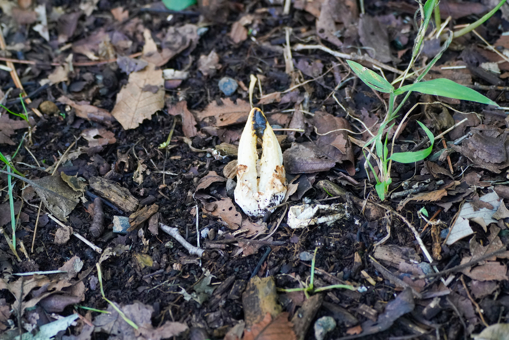 Clathrus bicolumnatus · October 2022 · photo: © tbc_watanabe (iNaturalist, cc-by)
