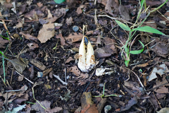 Clathrus bicolumnatus