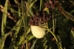 Microgastrinae
