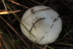 Leucoagaricus leucothites