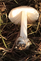 Leucoagaricus leucothites