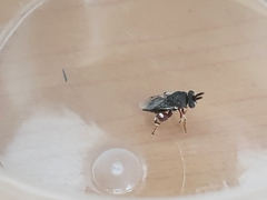 Brachymeria podagrica