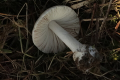 Leucoagaricus leucothites
