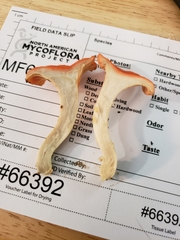 Cantharellus corallinus