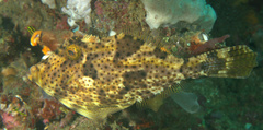 Pseudomonacanthus macrurus