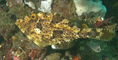 Pseudomonacanthus macrurus